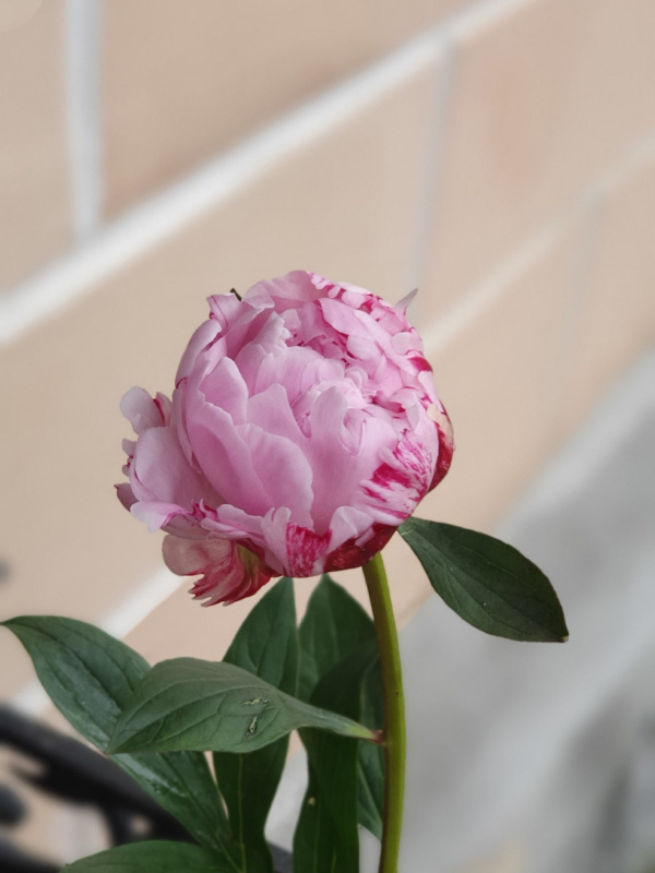 Розовые пионы (сезонные)
