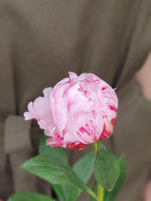 Розовые пионы (сезонные)