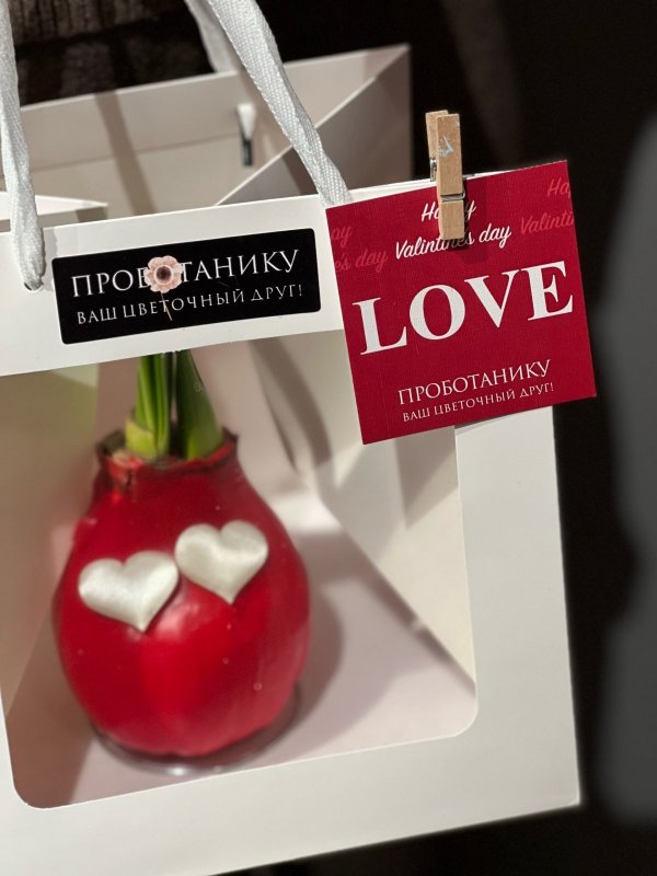 Луковица-валентинка в воске подарочном пакете