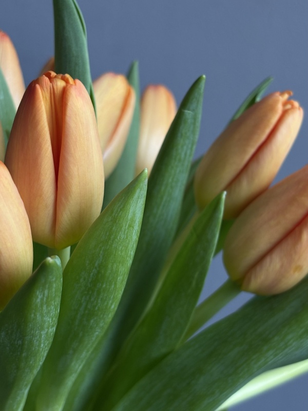 Тюльпаны, оранжевые