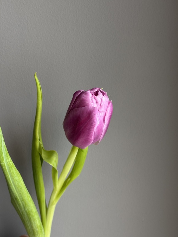 Махровые тюльпаны Колумбус, малиновые