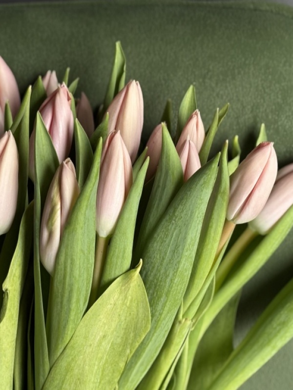 Тюльпаны (salmon), 50 см, Голландия