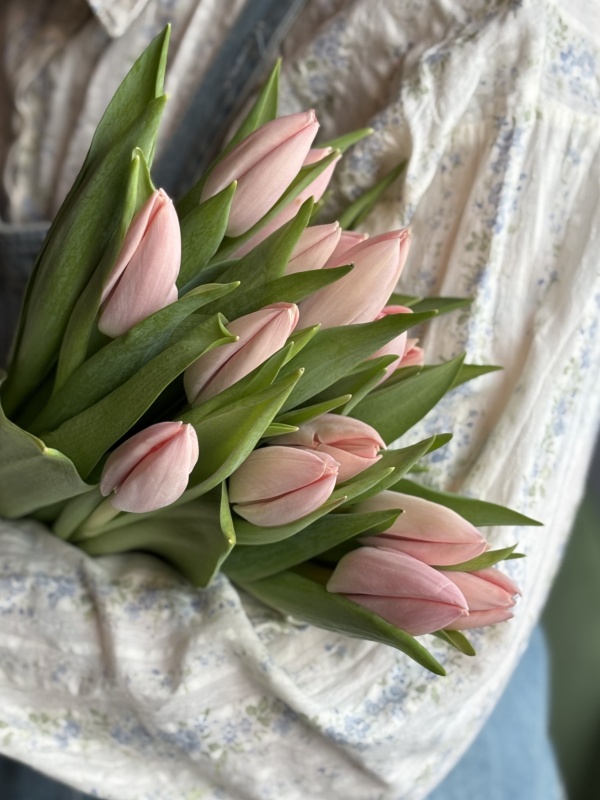 Тюльпаны (salmon), 50 см, Голландия