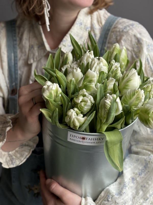 Пионовидные тюльпаны зеленые, Netherlands