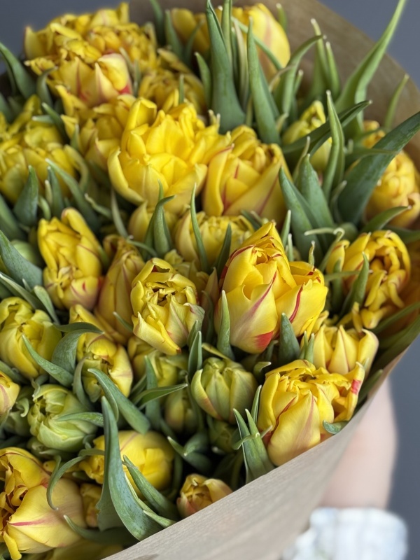 Тюльпаны пионовидные махровые, Netherlands