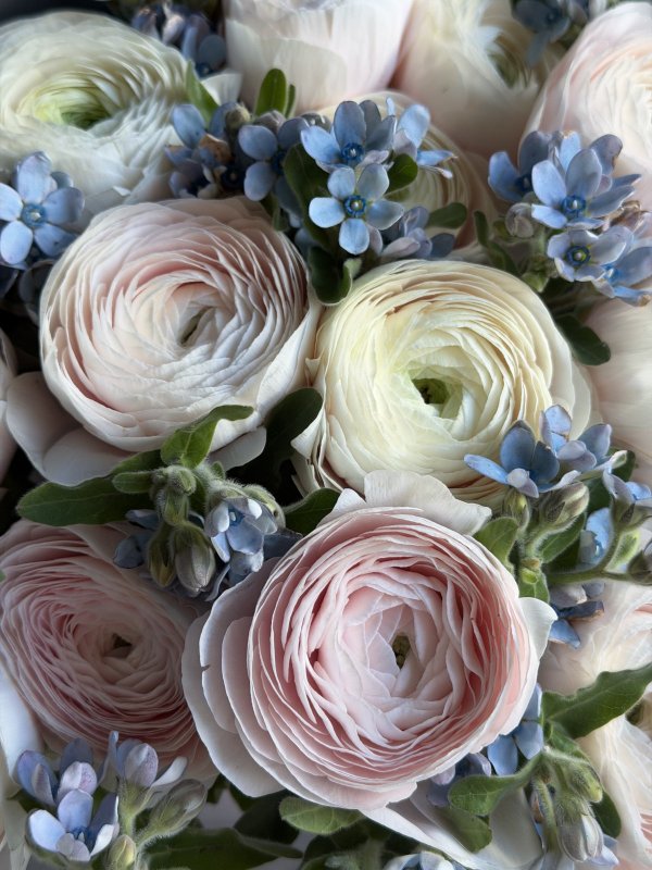 Букет из розовых ранункулюсов с незабудками