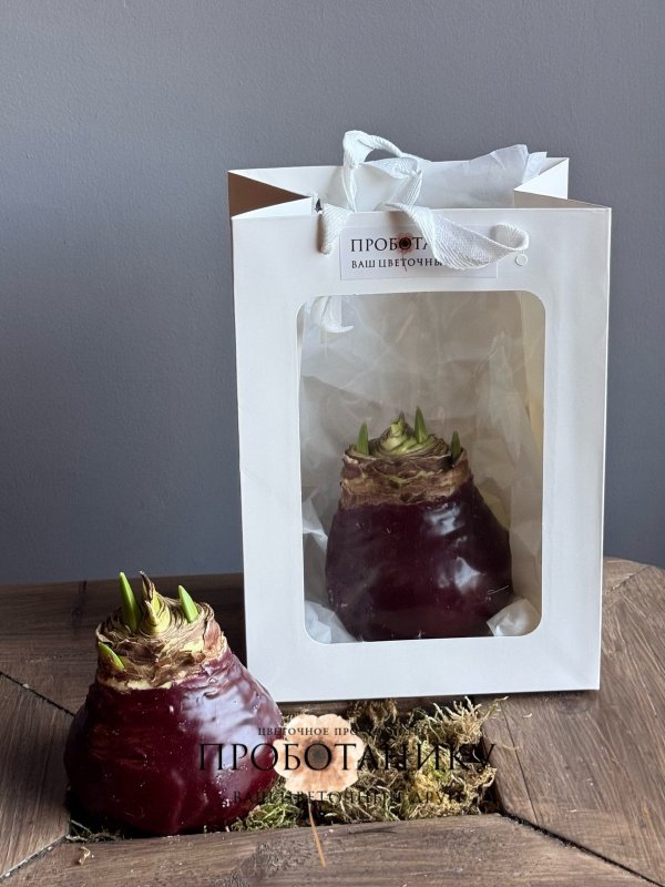 Луковица амариллиса в воске в пакете, в асс