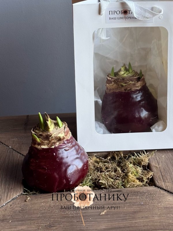 Луковица амариллиса в воске в пакете, в асс