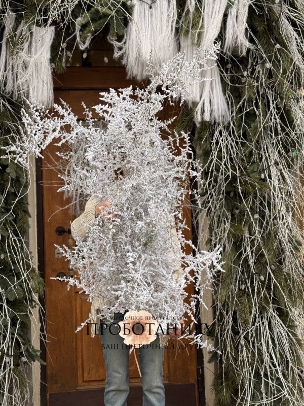 Ветка Аспарагуса заснеженная