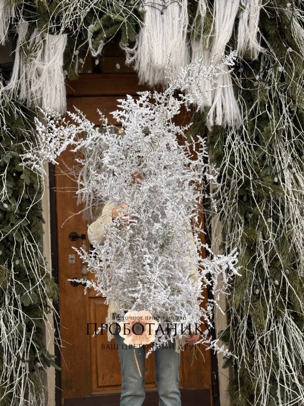 Ветка Аспарагуса заснеженная