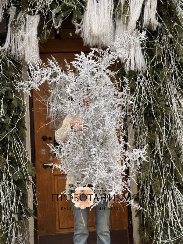 Ветка Аспарагуса заснеженная