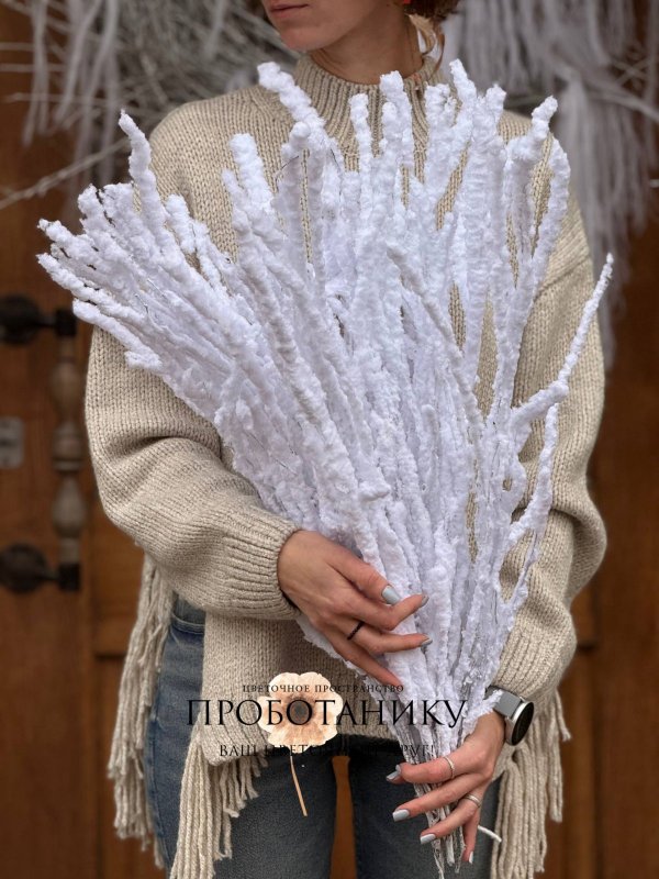 Ветка березы заснеженная