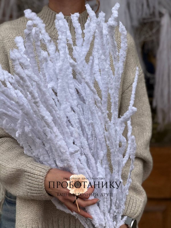 Ветка березы заснеженная