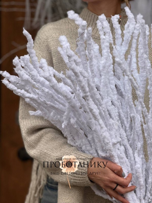 Ветка березы заснеженная