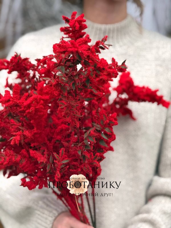 Рускус красный заснеженный