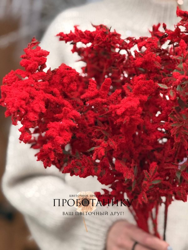 Рускус красный заснеженный