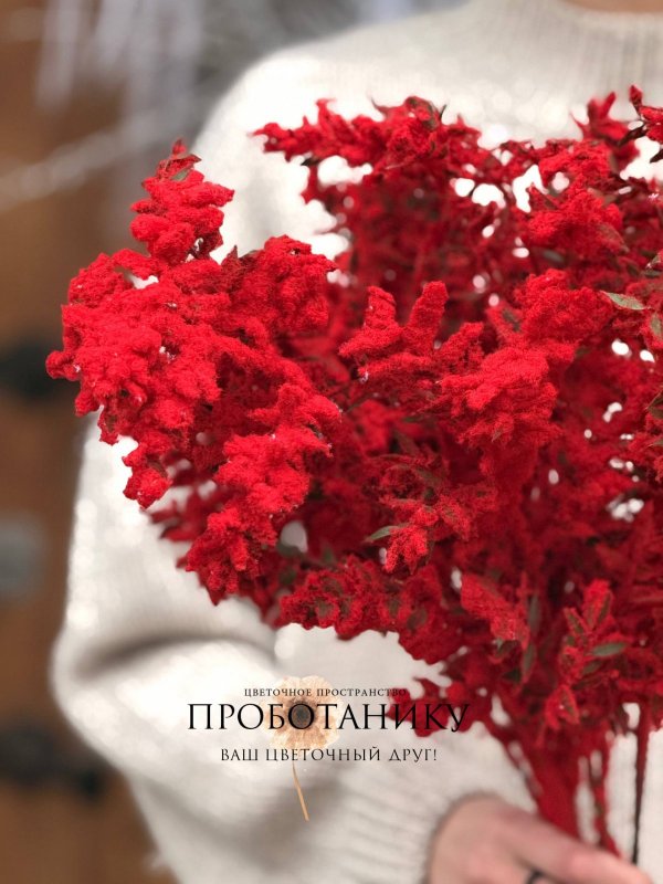 Рускус красный заснеженный