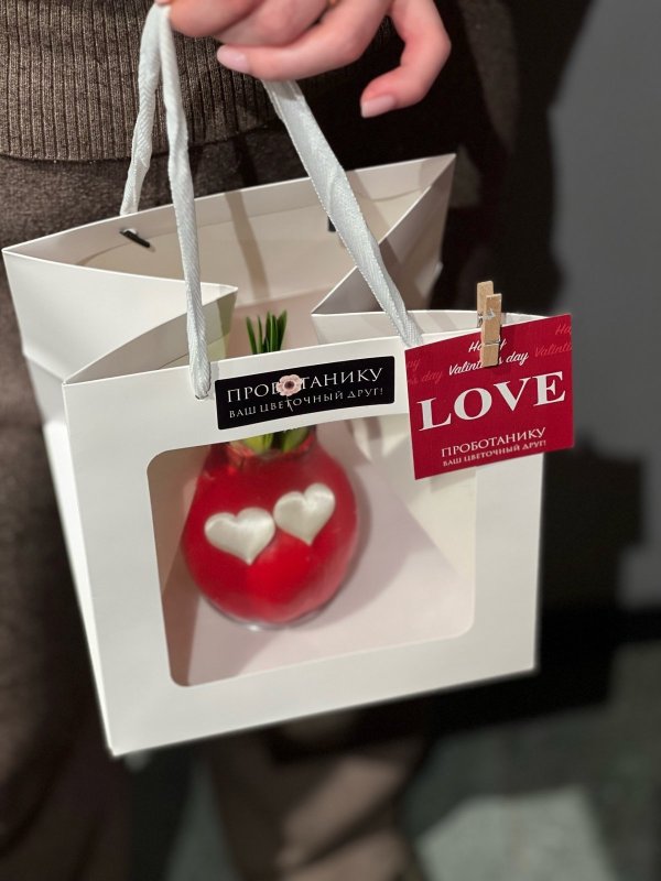 Луковица-валентинка в воске подарочном пакете