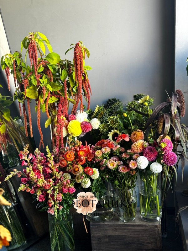 Георгины микс, ферма