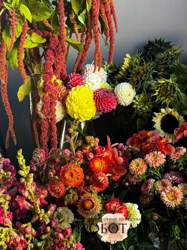 Георгины микс, ферма