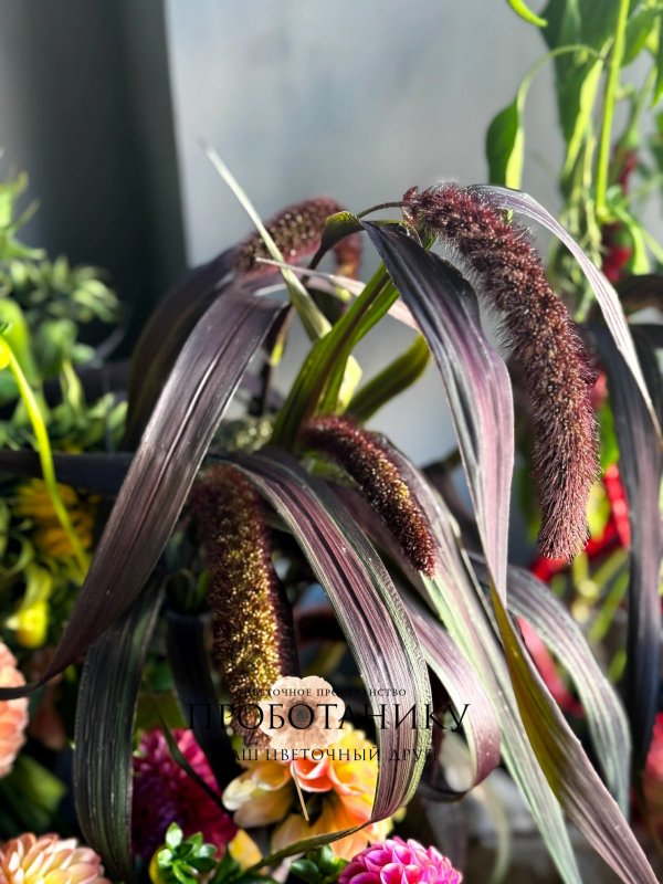 Георгины микс, ферма