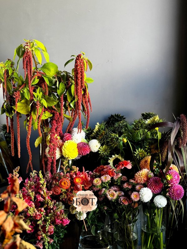 Георгины микс, ферма