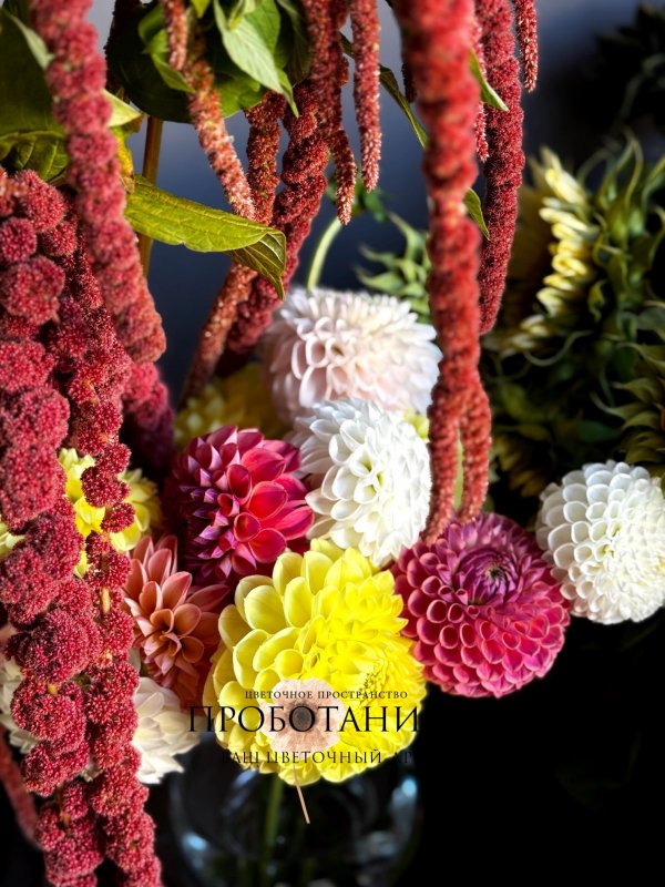 Георгины микс, ферма